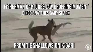 JAW-DROPPING! 😱 Dingo Snatches Baby Shark 🦈🐕 | K'gari Wildlife Moment 🌊🔥 #NatureUnfiltered