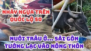 SÀI GÒN: NHẢY NGỰA trên Quốc lộ 50 - NUÔI TRÂU ở Khu dân cư tưởng lạc ở nông thôn! KẸT XE KHỦNG NVL
