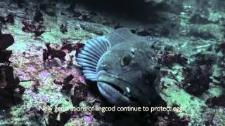Lingcod Egg Mass Survey