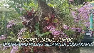 Anggrek Jadul Terbesar di Kampung Paling Selatan Jogjakarta