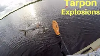 Tarpon Explodes On Mullet!!! (Topwater Explosions)