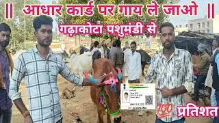 #गढ़ाकोटा पशु मंडी से आधार कार्ड पर गाय ले जाओ !!  जल्दी से खरीदी करे । ऐसा मौका दुबारा नहीं आएगा 