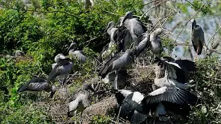 Exploring a Tranquil Bird Sanctuary Where Nature and Wildlife Thrive  0058