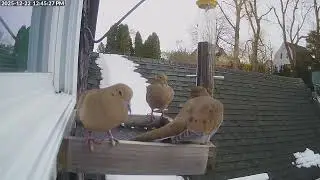 Daily Birdfeeder Highlight Reel (Monday)