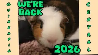 After a Long Break&hellip; We&rsquo;re Finally Back! | Guinea Pig Updates & A Cage Clean