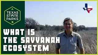 TPWDiscover | What is a Savannah Ecosystem?