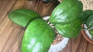 Hoya|Sept 2025 Updates:#plants #plantlife  #hoyacollection #hoya