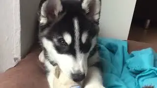 MEIN ERSTER HUSKY WELPE zieht ein//HUSKY PUPPYS NEW HOME! CUTEST PUPPY EVER I ellylicious ♡