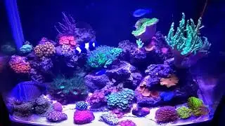 Corales sencillos que aportan mucho al acuario