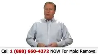 Mold Removal Contractor - FREE Estimates