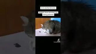 Cute Cat licking Bunny