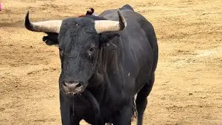 Salida 2&ordm; toro de BEN&Iacute;TEZ CUBERO: 