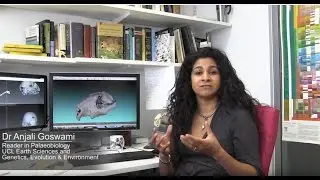 Evolution of Diversity - Dr Anjali Goswami