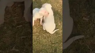 Dogo Argentino for First-Time Dog Owners 🐶 | What You Must Know #Shorts
