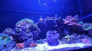 40 Gallon Breeder Reef Aquarium - Tank Update - New Corals and Led Strip!