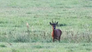 Roe Deer (Capreolus capreolus)