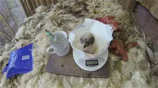 Extraordinary control of the Bearded Vulture nest