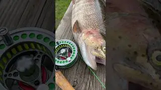 Fly fishing for big trout - Dever springs Hampshire. #deversprings #troutfishing #flyfishing #dryfly