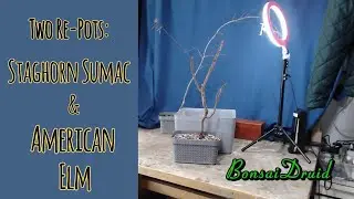 Bonsai Druid Ep33 ...Two Re-Pots: Staghorn Sumac & American Elm