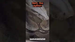 How Does a Python Constrict its Prey? | The Wild Animal Facts
