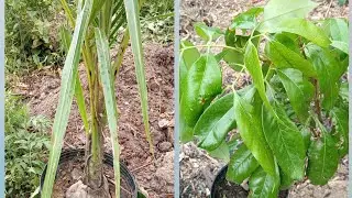 Plantei assim a MUDA de C&Ocirc;CO e da LICHIA, como cuidar das FRUT&Iacute;FERAS?  #POMAR