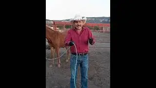 Como empezar a dar lados a tu caballo, potro o mula