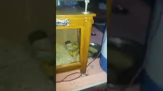 Om sai panipuri kadoli Maharashtra