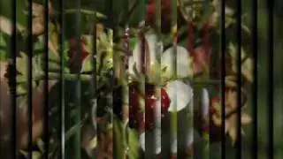 Poziomki - Urszula Sipińska
