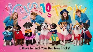 10 Ways to Teach Your Dog New Tricks