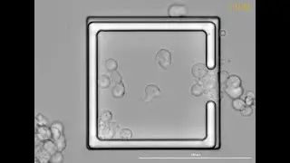 T cells forming an immune synapse with B cells