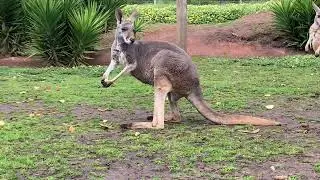 My own space and my own bed&hellip;. Ahhh happy kangaroo @rufusthecouchkangaroo5999