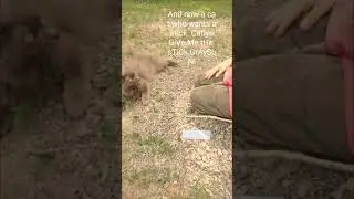 Emlila tries to get my brothers stick