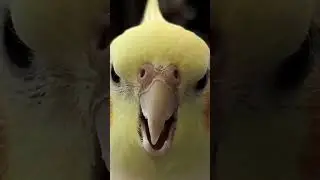 Here are fun, safe, and easy ways to play with your cockatiel, Read in Description  #birds #budgies