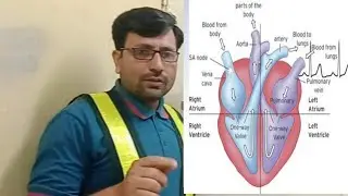 Effect of noise on human health/heart|impacts of noise pollution on heart beat #noise #heart #safety