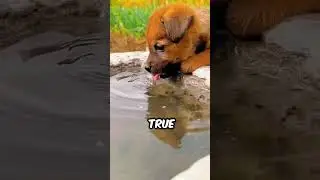 How Dogs REALLY Drink Water &mdash; You Won&rsquo;t Believe It! #facts #wildlife #animalfacts