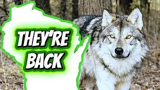 What Walked By This Week — Wolves, Lots Of Wolves