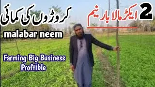 Malabar neem farming || Hi profitable farming || Advanced Farming in Pakistan || New Business Idea