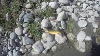Snake River Cutthroat