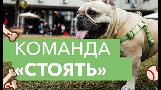Как научить собаку команде Стоять. Учим собаку стоять по команде