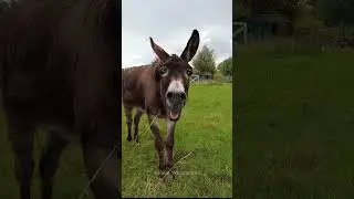 Smile animals make your day❤️❤️#animal#animallover#smile#fyp
