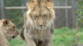 Lion's Secret Hunting Tactics Revealed!