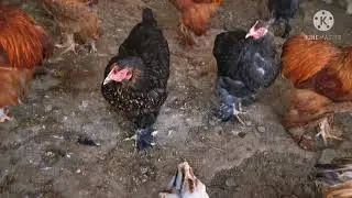 ANIMALS INSIDE THE FARM/ARAB FARM IN ABU DHABI