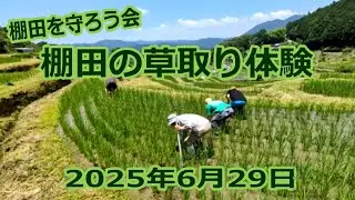 2025年6月29日　棚田を守ろう会の草取り体験