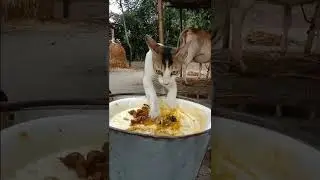 বিড়ালটা অনেক সুন্দর না ?