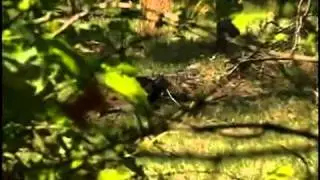 1977: Flora Mississippi's UFO Secret