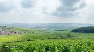 Zen Retreat: 1 Hour French Vineyards (Dizy, France) & Calming Meditation Music (4K)