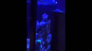 Evolution Aqua 600 cube sumped aquarium
