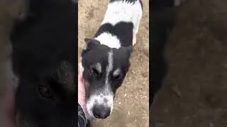 Meet Amazing Bruno - The Abandoned Pup