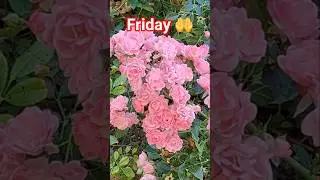 Beautiful rose garden Paris #ytshorts #astaghfarkifazeelat #trending #flowers #unfrez #foryou