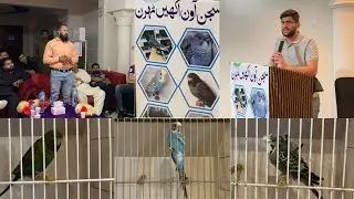 Question Answer Session with Budgerigar Mutation Expert Massab Abdul Rehman | Sbc Workshop | Multan